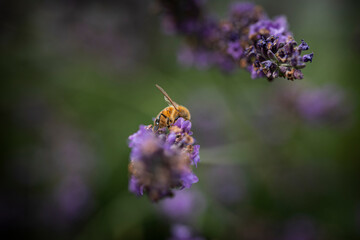 Macro of Bee on Lavender