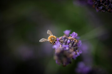 Macro of Bee on Lavender
