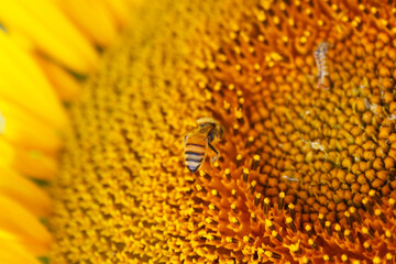 small yellow bee pollinates the seeds of the sunflower flower close up