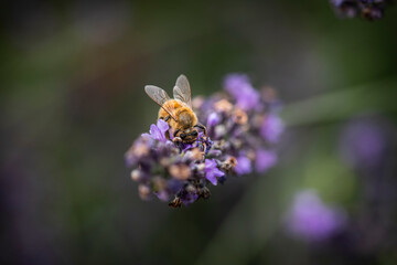 Macro of Bee on Lavender