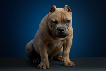 Perro cafe guiñando el ojo en sesion de estudio con un fondo color azul.