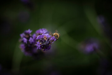 Macro of Bee on Lavender