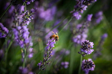 Macro of bee on Lavender.  