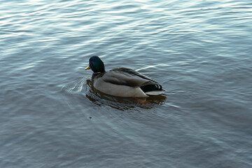 Obraz premium duck in the water