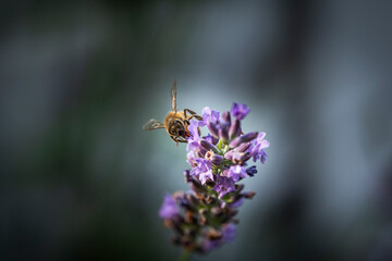 Macro of bee on Lavender.  