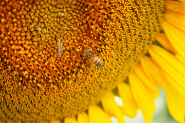 small yellow bee pollinates the seeds of the sunflower flower close up
