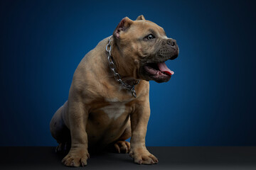 Cachorro american bully haciendo caras graciosas en sesion de fotos, con un fondo color azul