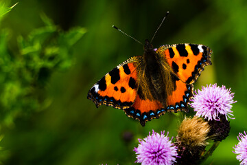 A small tortoiseshell Butterfly gathering pollen from a thistle
