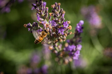Macro of bee on Lavender.  