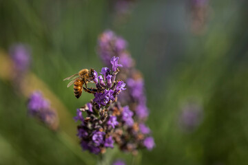 Macro of bee on Lavender.  