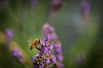 Macro of bee on Lavender.  