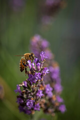 Macro of bee on Lavender.  