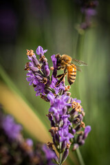 Macro of bee on Lavender.  