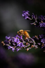 Macro of bee on Lavender.  