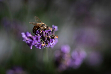 Macro of bee on Lavender.  