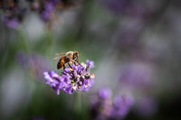 Macro of bee on Lavender.  