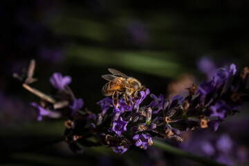 Macro of bee on Lavender.  
