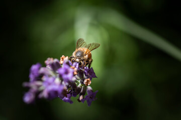 Macro of bee on Lavender.  