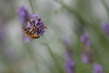 Macro of bee on Lavender.  