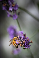 Macro of bee on Lavender.  