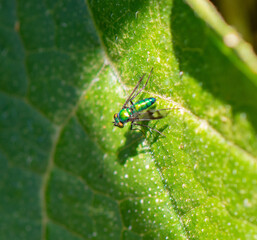 Metallic green Long-Legged Fly, Condylostylus, found in Northern California