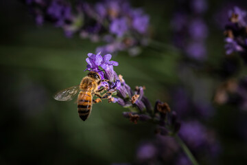 Macro of bee on Lavender.  