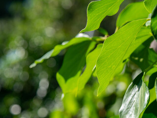 Sunlit Green Ivy Background with bokeh
