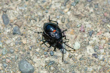 Bordered Plant Bug (Largus californicus), also called leaf beetle, in the nymph stage
