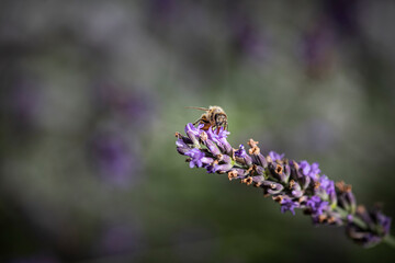 Macro of bee on Lavender.  