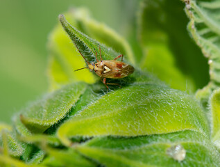 Mirid Bug (lygus pratensis) on a sunflower bud 