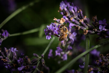 Macro of bee on Lavender.  