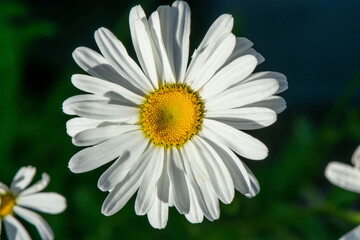 Fototapeta premium Closeup of a Shasta Daisy blossom