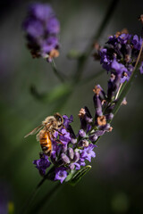 Macro of bee on Lavender.  
