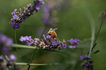 Macro of bee on Lavender.  