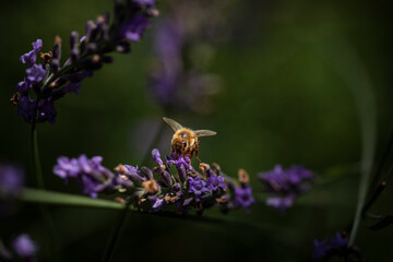 Macro of bee on Lavender.  