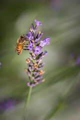 Macro of bee on Lavender.  