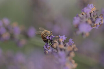 Macro of bee on Lavender.  