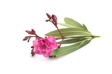 Closeup of pink flower and leaves of nerium oleander on white background