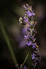 Macro of bee on Lavender.  