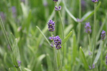 purple lavender flowers