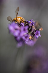 Macro of bee on Lavender.  