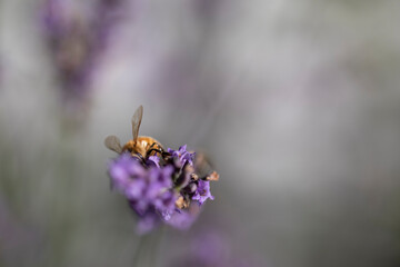 Macro of bee on Lavender.  