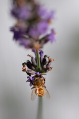 Macro of bee on Lavender.  