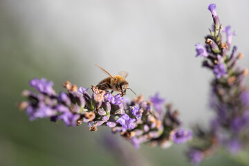 Macro of bee on Lavender.  