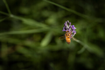 Macro of bee on Lavender.  
