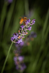 Macro of bee on Lavender.  