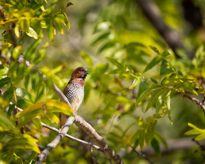 Scaly-breasted Munia (Lonchura punctulata), Lake Hollywood, Los Angeles, CA.