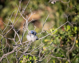 California Scrub-jay (Aphelacoma californica) perches in a tree near Lake Hollywood, Los Angeles, CA.