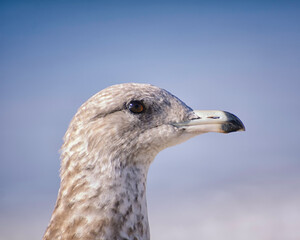 A portrait of a Ring-billed Gull (Larus delawarensis), Refugio State Beach, Goleta, CA..