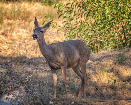 Califormia Mule Deer (Odocoileus hemionus californicus) eats grass at Lake Hollywood in Los Angeles, CA. © GDMatthews